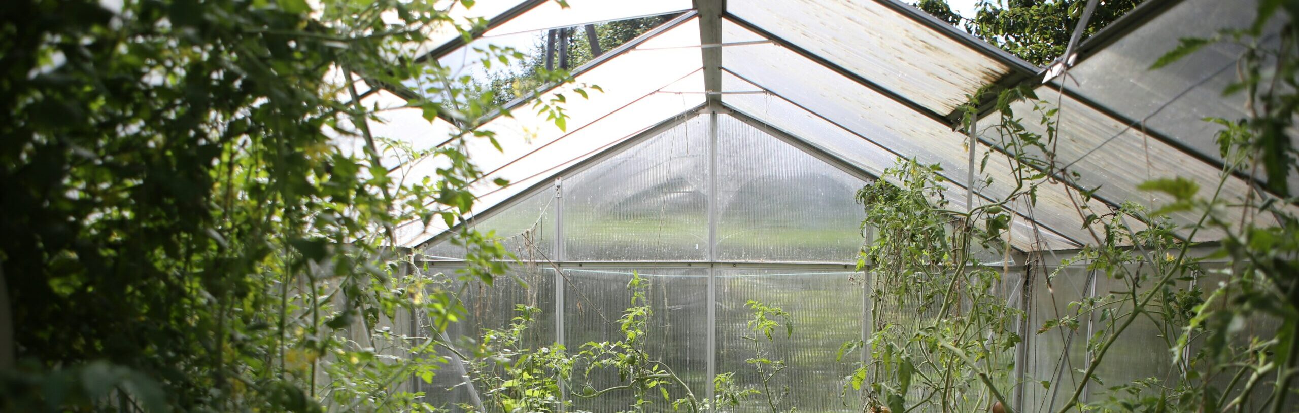 greenhouse
